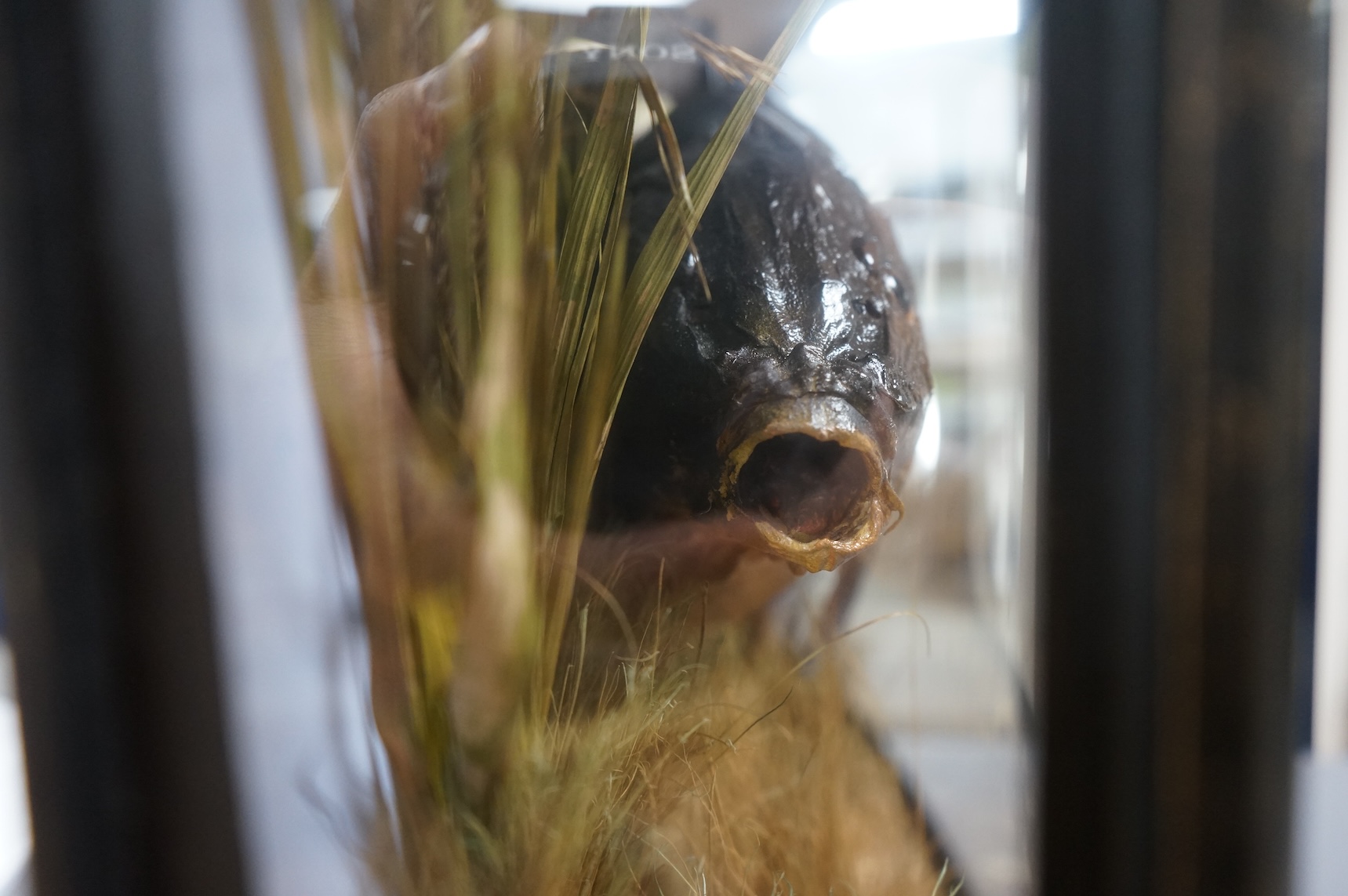 A mid 20th century taxidermy Common Carp in a bowfronted case, with handwritten paper label reading; ‘Common Carp Caught by S. Redfern, Buck’s Hole Reservoir, Hastings, June 16, 1965 Wgt. 7lbs’, dimensions; 79cm wide, 41